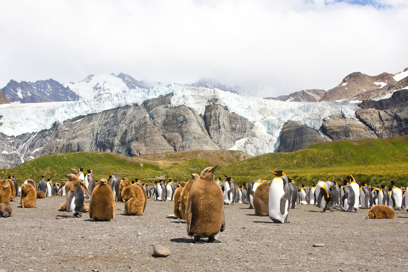 King Penguins On Beach